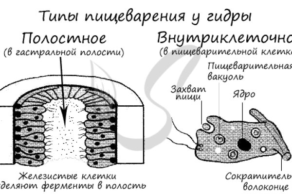 Замена гидры